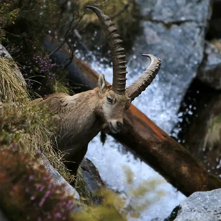 Adlerhorst Couette-café