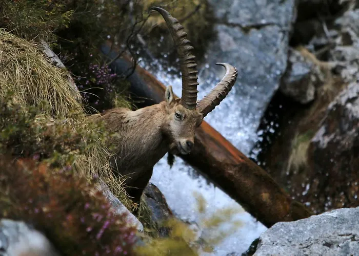 Adlerhorst Bed & Breakfast